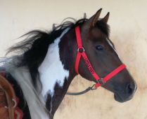 Ohlávka Perlon | červená full, azurová full, azurová pony
