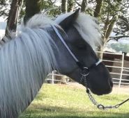 Ohlávka předváděcí pro Minihorse - čokoládově hnědá Daretex