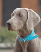 Obojek Massive Daretex